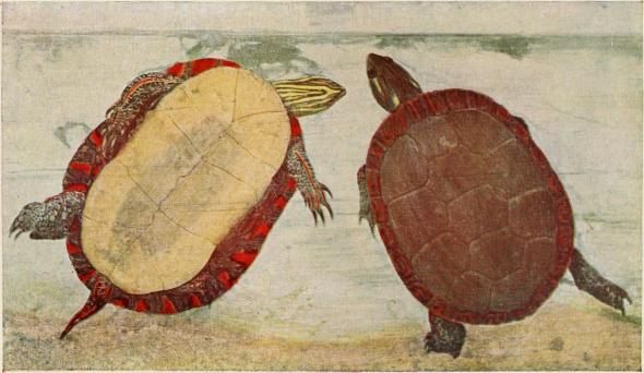 Western Painted Turtle. Internet Archive Book Image, Courtesy Flickr Commons.